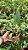 Cattleya × Dolosa 'Suzuki' - Adulta - Imagem 2