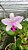 Cattleya Intermedia Tipo - Adulta - Imagem 1