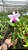 Cattleya Intermedia Tipo - Adulta - Imagem 2