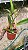 Blc. NSA Linda Dona - Adulta - Imagem 2