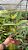 Cattleya (Loddigesii x Tropical Sunset) - Adulta - Imagem 3