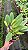 Blc. Melody Fair 'Carol' - Adulta - Imagem 2