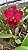 Blc. Mirian Suzuki 'Red' - Adulta - Imagem 1