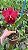 Blc. Mirian Suzuki 'Red' - Adulta - Imagem 2