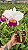 Cattleya Stephen Oliver Fouraker - Adulta - Imagem 2