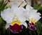 Cattleya Mikkie Nagata 'Orchidlibrary' - Adulta - Imagem 1
