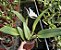 Cattleya (Francis T. C. Au x SnowBall) - Adulta - Imagem 2