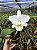 Cattleya (Francis T. C. Au x SnowBall) - Adulta - Imagem 1