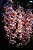 Dendrobium Rosy Cluster - Adulta - Imagem 2