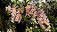 Dendrobium Rosy Cluster - Adulta - Imagem 1
