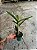 Laelia tenebrosa x (Cattleya harrisoniae x Cattleya loddigesii) - Adulta - Imagem 2