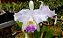 Cattleya Lueddemanniana Coerulea x sib - Tamanho 3 - Imagem 1