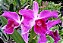 Laelia Purpurata Rubra Flamea - Adulta - Imagem 2