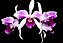 Laelia Purpurata Rubra Flamea - Adulta - Imagem 3