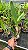 Laelia Purpurata Carnea - Pre Adulta - Imagem 1