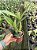 Cattleya Portia Coerulea - Adulta - Imagem 2