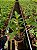 Dendrobium Densiflorum - Adulto - Imagem 2