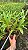 Dendrobium Chrysotoxum - Adulto - Imagem 2