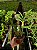 Dendrobium Chrysotoxum - Adulto - Imagem 3