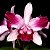 Cattleya Intermedia Vinicolor Flamea - Pre Adulta - Imagem 1