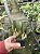 Kit 8 plantas valor promocional + brinde - Imagem 5