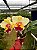 Pot. Queen of Carnival - Adulta - Imagem 1