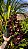 Cymbidium Kiwi Midnight - Adulta - Imagem 1