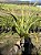 Cymbidium Kiwi Midnight - Adulta - Imagem 2