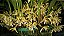 Maxillaria Ubatubana - Adulta - Imagem 1