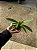 Paphiopedilum Paula Kunning - Pré Adulto - Imagem 4