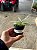 Paphiopedilum Maudiae var. Album x Cheryl Wilkinson - Pré Adulto - Imagem 2