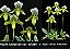 Paphiopedilum Maudiae var. Album x Cheryl Wilkinson - Pré Adulto - Imagem 1