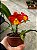 Cattleya (Ayrton Senna x Free Spirit) - Adulta - Imagem 2