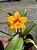 Cattleya (Ayrton Senna x Free Spirit) - Adulta - Imagem 3