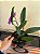 Cattleya Walkeriana Feiticeira - Adulta CONFIRMADA 5 - Imagem 3