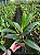 Blc. Dream Paradise - Adulta - Imagem 2