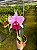 Blc. Dream Paradise - Adulta - Imagem 1