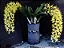 Dendrobium Speciosum - Tamanho 3 - Imagem 1