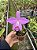 Laelia (Pumitans x Jongheana) - Pré Adulta - Imagem 3