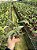 Cattleya Aurantiaca Mishima Spots - Adulta - Imagem 2