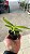 Aerides Odorata "Yellow" - Tamanho 3 - Imagem 2