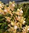 Aerides Odorata "Yellow" - Tamanho 3 - Imagem 1