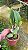 Cattleya Mildred Rives - Adulta - Imagem 3