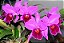 Cattleya Labiata Rubra - Tamanho 3 - Imagem 1