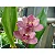 Bifrenaria Tyrianthina - Tamanho 3 - Imagem 2