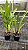 Cymbidium Cricket - Pre Adulta - Imagem 1