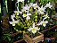 Dendrobium Findlayanum - Pre Adulto - Imagem 1