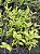 Dendrobium Findlayanum - Pre Adulto - Imagem 3