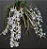 Dendrobium Cretaceum - Pre Adulto - Imagem 1