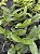 Dendrobium Burana Green 'Double Variegated' - Pre Adulta - Imagem 3